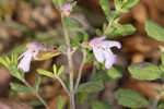 Florida calamint